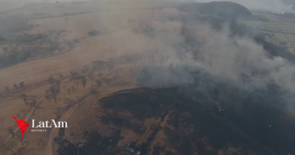 Incêndios em São Paulo destroem cafezais e atrasam colheita até 2027