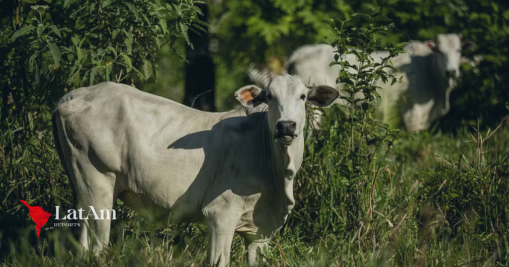 Mais de 90% do desmatamento da Amazônia é para abertura de pastagem, aponta estudo do MapBiomas