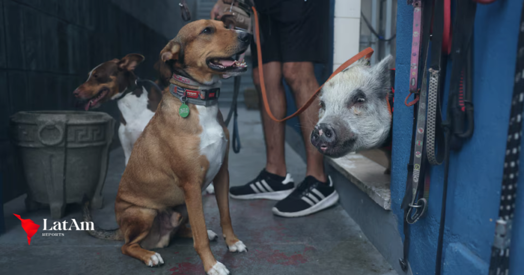 Conheça Pablo, o Porquinho que Ajuda a Treinar Cachorros no Rio de Janeiro