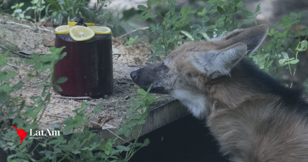 Animais do zoológico do Rio recebem picolés de gelo para enfrentar calor intenso