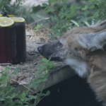 Animais do zoológico do Rio recebem picolés de gelo para enfrentar calor intenso