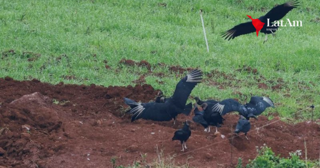 China reduz restrição às exportações de frango do Brasil