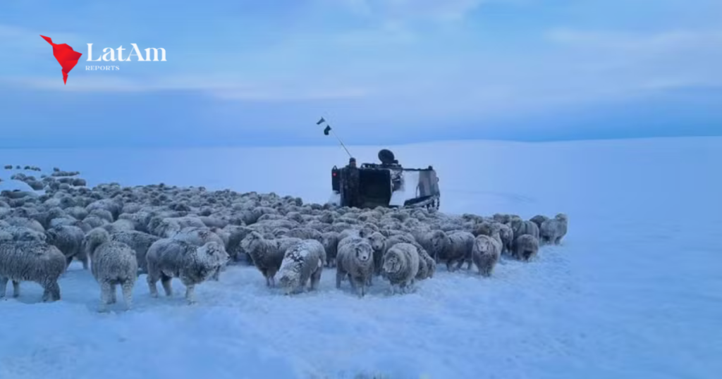 Patagônia Argentina enfrenta inverno rigoroso e animais ficam congelados