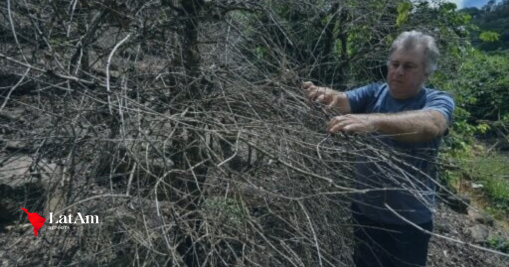 Brasil em seca: preços globais do café sobem devido à crise climática