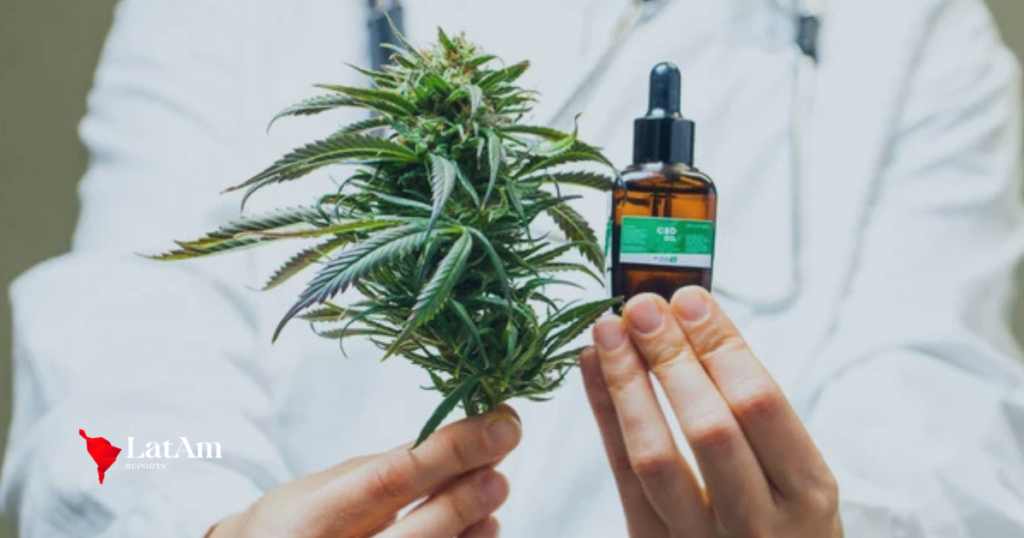 Anvisa propõe regras para produção de cannabis medicinal no Brasil