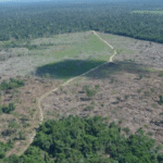 Brasil registra menor taxa de desmatamento na Amazônia em 11 anos, aponta Inpe
