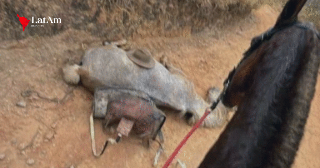 Celebridades pedem justiça por cavalo mutilado em Bananal, SP