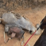 Celebridades pedem justiça por cavalo mutilado em Bananal, SP