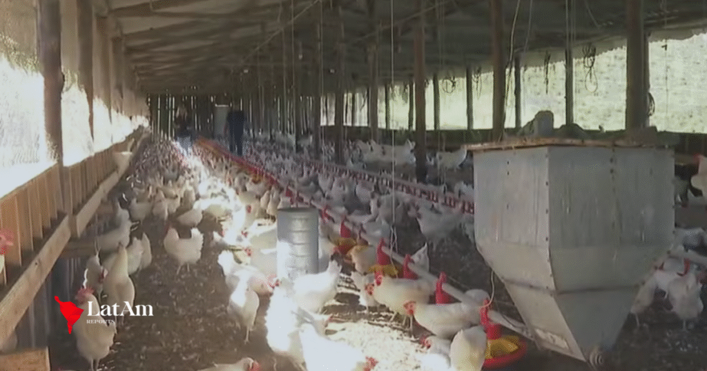 China retoma importações de frango do Brasil após seis meses de embargo sanitário