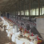 China retoma importações de frango do Brasil após seis meses de embargo sanitário