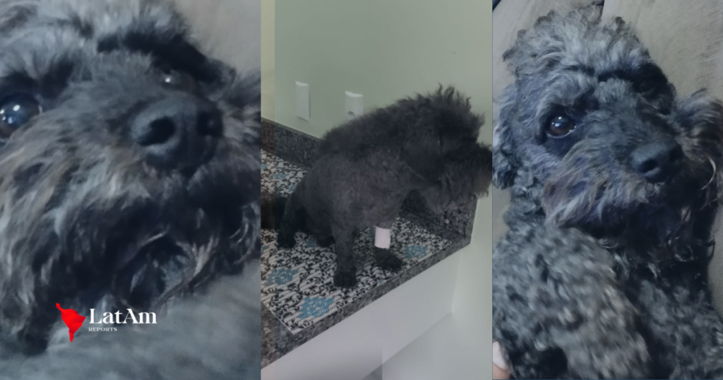 Exclusivo: Representação criminal contra clínica veterinária amplia caso Azeitona e reúne novos relatos de tutores em Campo Grande