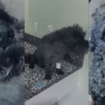 Exclusivo: Representação criminal contra clínica veterinária amplia caso Azeitona e reúne novos relatos de tutores em Campo Grande
