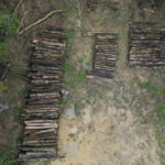 Construção de rodovia na Amazônia para COP30 gera controvérsia ambiental