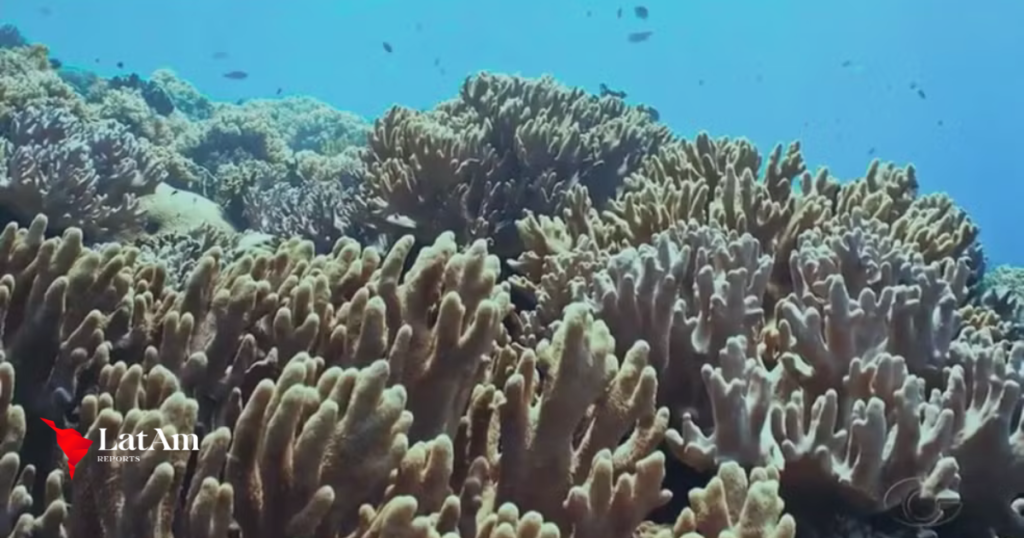 Morte de corais na Costa dos Corais ameaça biodiversidade, pesca e turismo