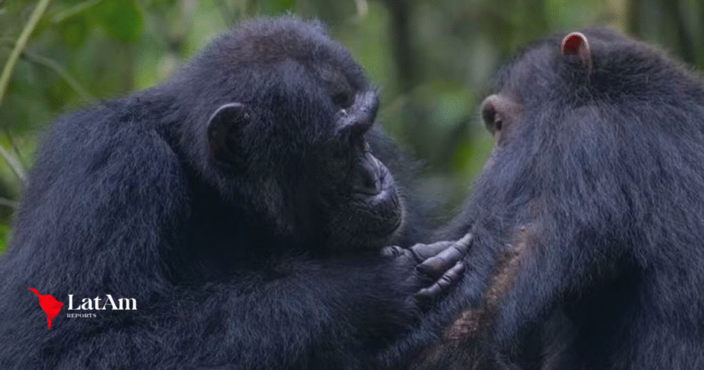 Chimpanzés são flagrados fazendo “primeiros socorros” com plantas medicinais na África
