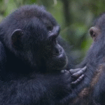 Chimpanzés são flagrados fazendo “primeiros socorros” com plantas medicinais na África