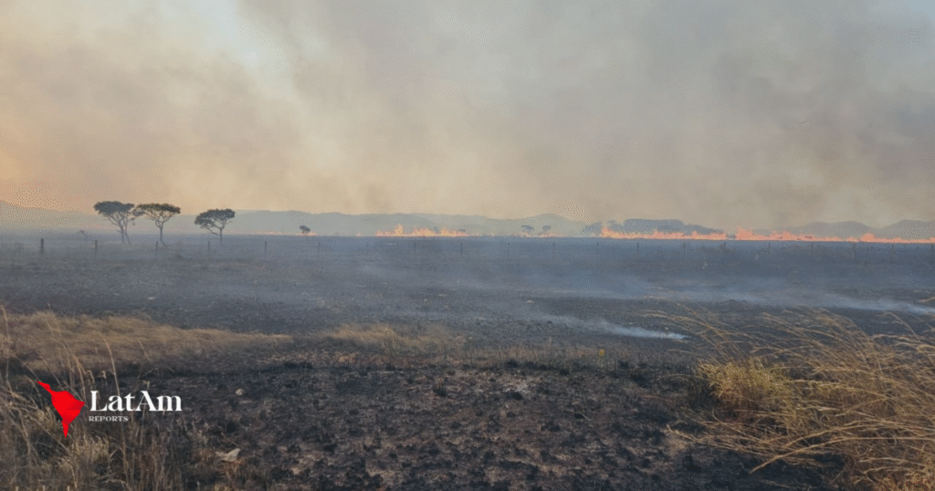 Desmatamento recua no Brasil, mas Cerrado lidera perdas e concentra mais da metade da vegetação destruída