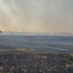 Desmatamento recua no Brasil, mas Cerrado lidera perdas e concentra mais da metade da vegetação destruída
