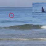 Tubarão assusta surfistas na Barra da Tijuca e provoca retirada de alunos do mar