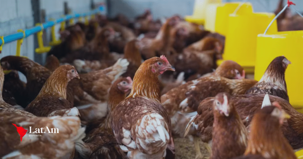 Gripe aviária no Brasil: por que alguns países barram todo o frango e outros restringem só a região afetada