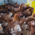 Gripe aviária no Brasil: por que alguns países barram todo o frango e outros restringem só a região afetada