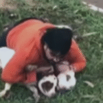 Professor de Muay Thai imobiliza dois pitbulls após ataque durante corrida em MS
