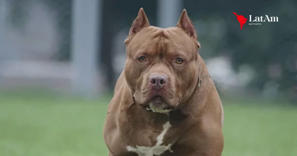 SC impõe castração e limita circulação de pitbulls e raças similares