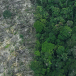 Desmatamento na Amazônia cresce 27% no primeiro semestre e atinge maior alta no governo Lula