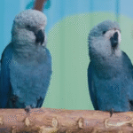 Últimas ararinhas-azuis que estavam na natureza estão com vírus letal sem cura; animal é considerado em extinção
