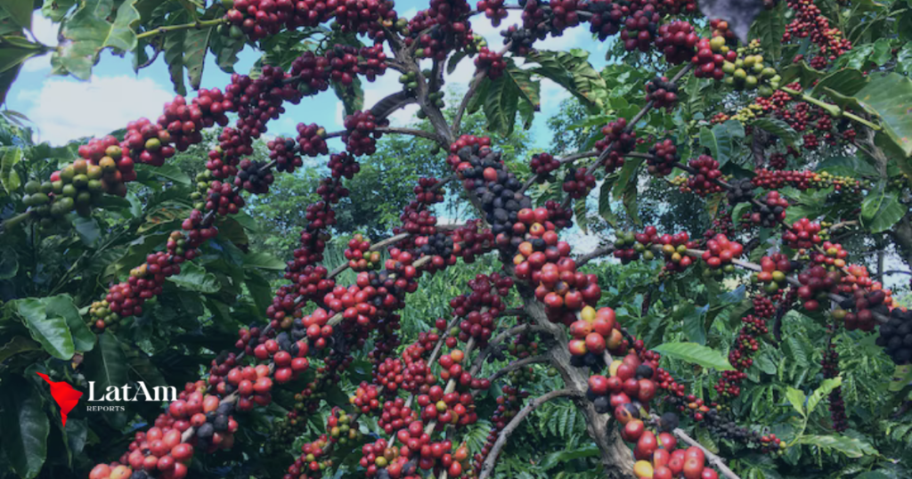 Torrefadores brasileiros se preocupam com café falso enquanto preços disparam