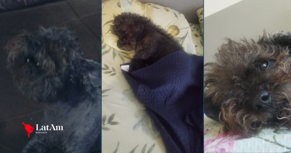 Comprovado em exame, pet Azeitona agonizou por mais de 10 horas em clínica veterinária de Campo Grande