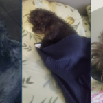 Comprovado em exame, pet Azeitona agonizou por mais de 10 horas em clínica veterinária de Campo Grande
