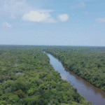 Fundo Florestas Tropicais para Sempre alcança US$ 5,5 bilhões com novos aportes internacionais