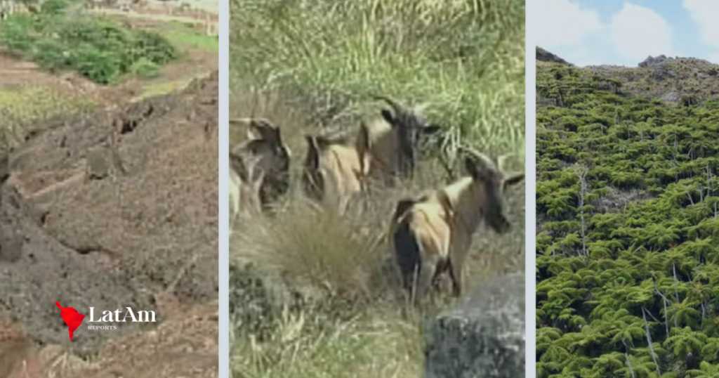 Ilha mais distante da costa brasileira recupera vegetação quase 30 anos após erradicação de cabras invasoras