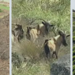 Ilha mais distante da costa brasileira recupera vegetação quase 30 anos após erradicação de cabras invasoras