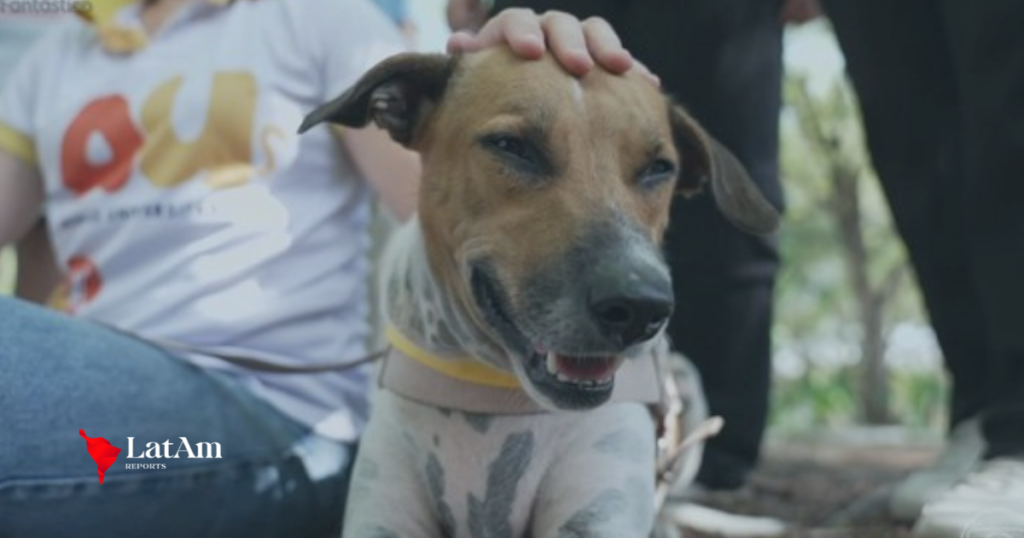 Lei de maus-tratos a animais no Brasil é vista como branda por especialistas