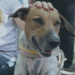 Lei de maus-tratos a animais no Brasil é vista como branda por especialistas