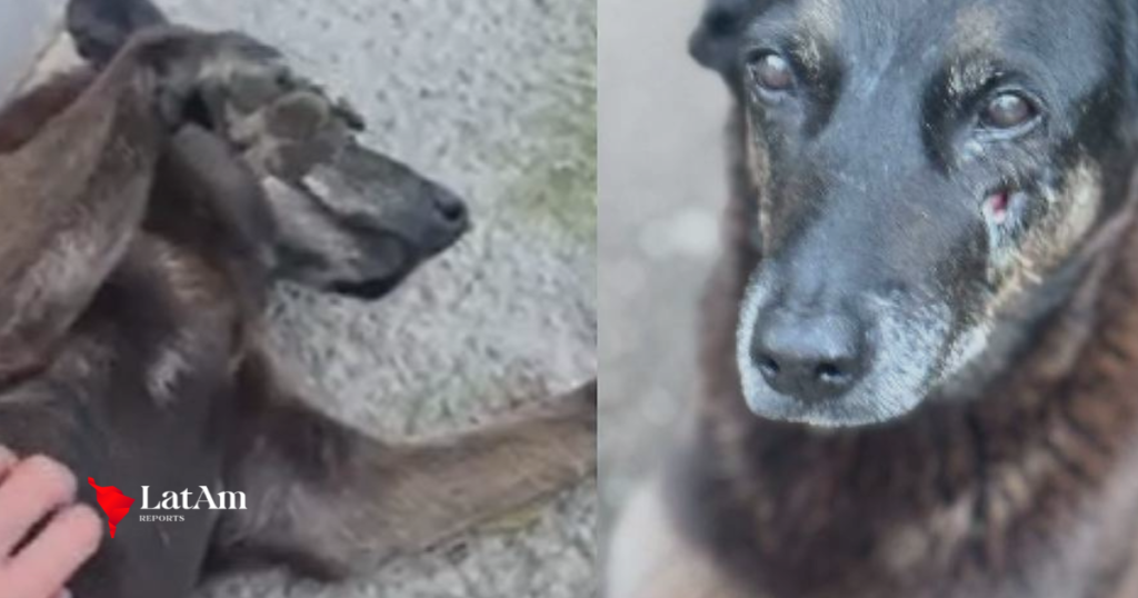 Ministério Público avalia pedir exumação do corpo do cão comunitário Orelha