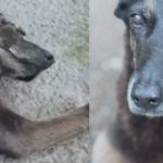 Ministério Público avalia pedir exumação do corpo do cão comunitário Orelha