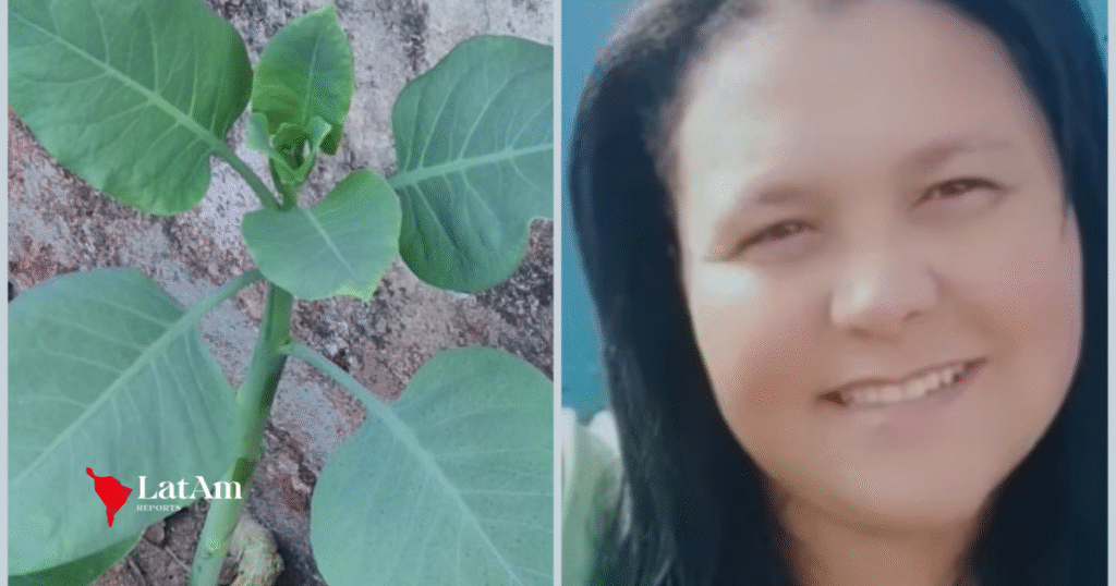 Morre mulher que comeu ‘falsa couve’ em Minas Gerais