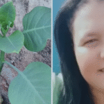 Morre mulher que comeu ‘falsa couve’ em Minas Gerais
