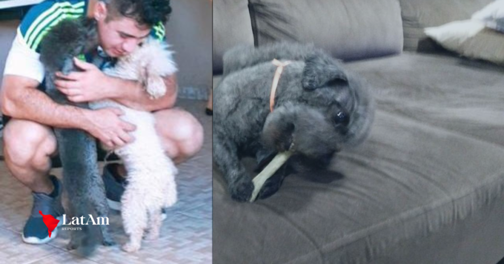 A morte de Azeitona: o caso do poodle de 10 anos que levou tutores à Justiça e mobilizou investigação ética em Campo Grande