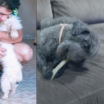 A morte de Azeitona: o caso do poodle de 10 anos que levou tutores à Justiça e mobilizou investigação ética em Campo Grande