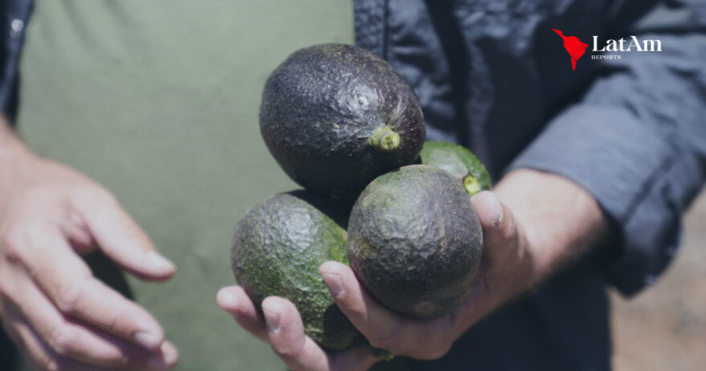 Productores de aguacate en California celebran el impulso de las importaciones mexicanas
