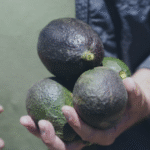 Productores de aguacate en California celebran el impulso de las importaciones mexicanas