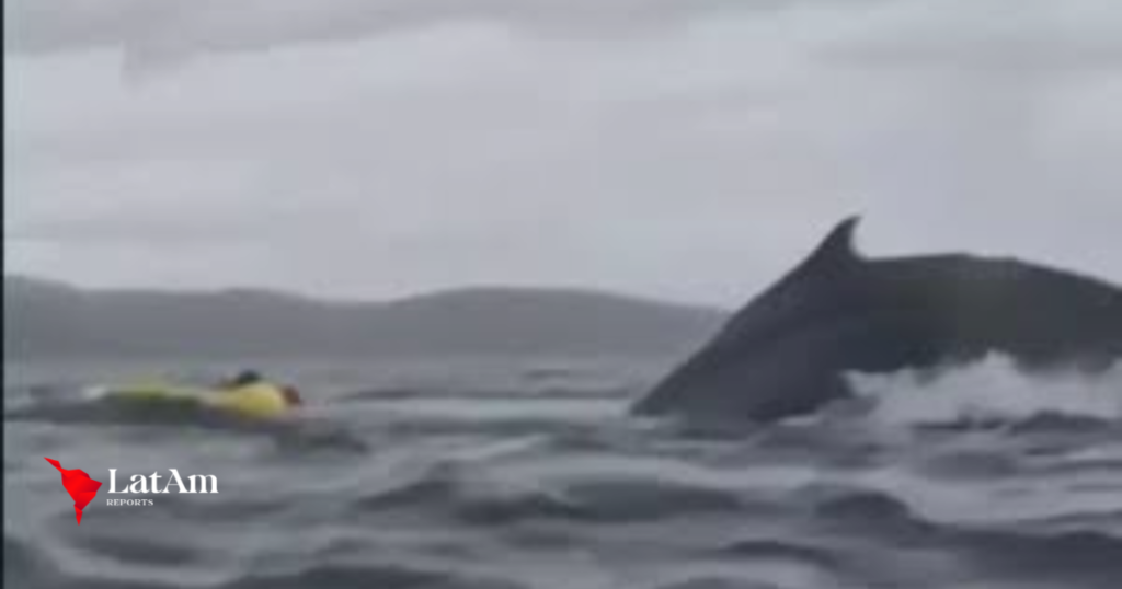 Kayakista es tragado y escupido por una ballena jorobada en la Patagonia chilena