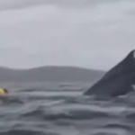 Kayakista es tragado y escupido por una ballena jorobada en la Patagonia chilena