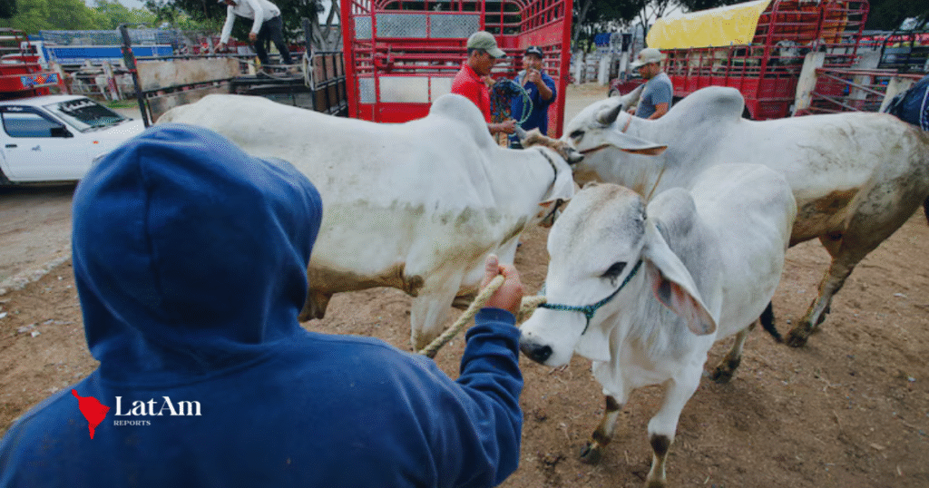 México aún sin fecha para reanudar exportaciones de ganado a EE. UU. por brote del gusano barrenador